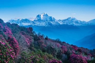 Home 19 ghorepani poonhill trekking