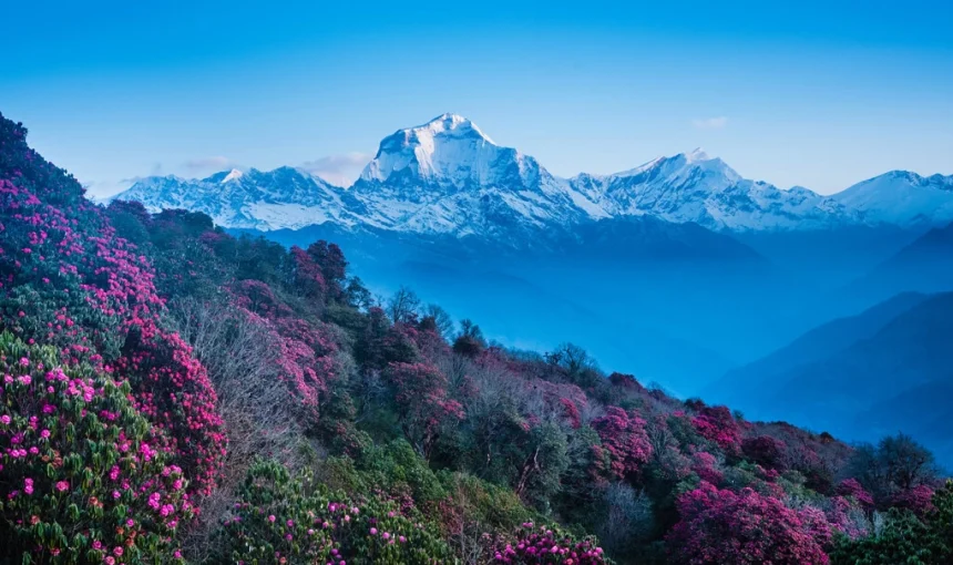 Why Ghorepani Poon Hill Is Nepal’s Best Trek for People Who Hate Long Treks