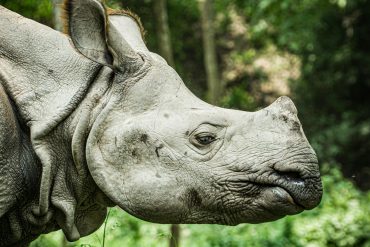 Home 19 Chitwan
