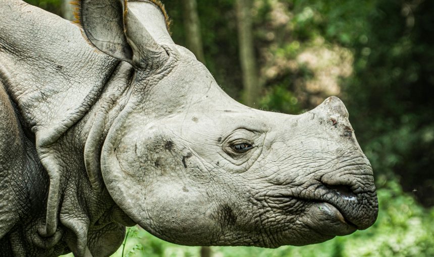 Chitwan After the Himalayas: Why Trekkers Are Adding a Jungle Safari to Their Nepal Trip