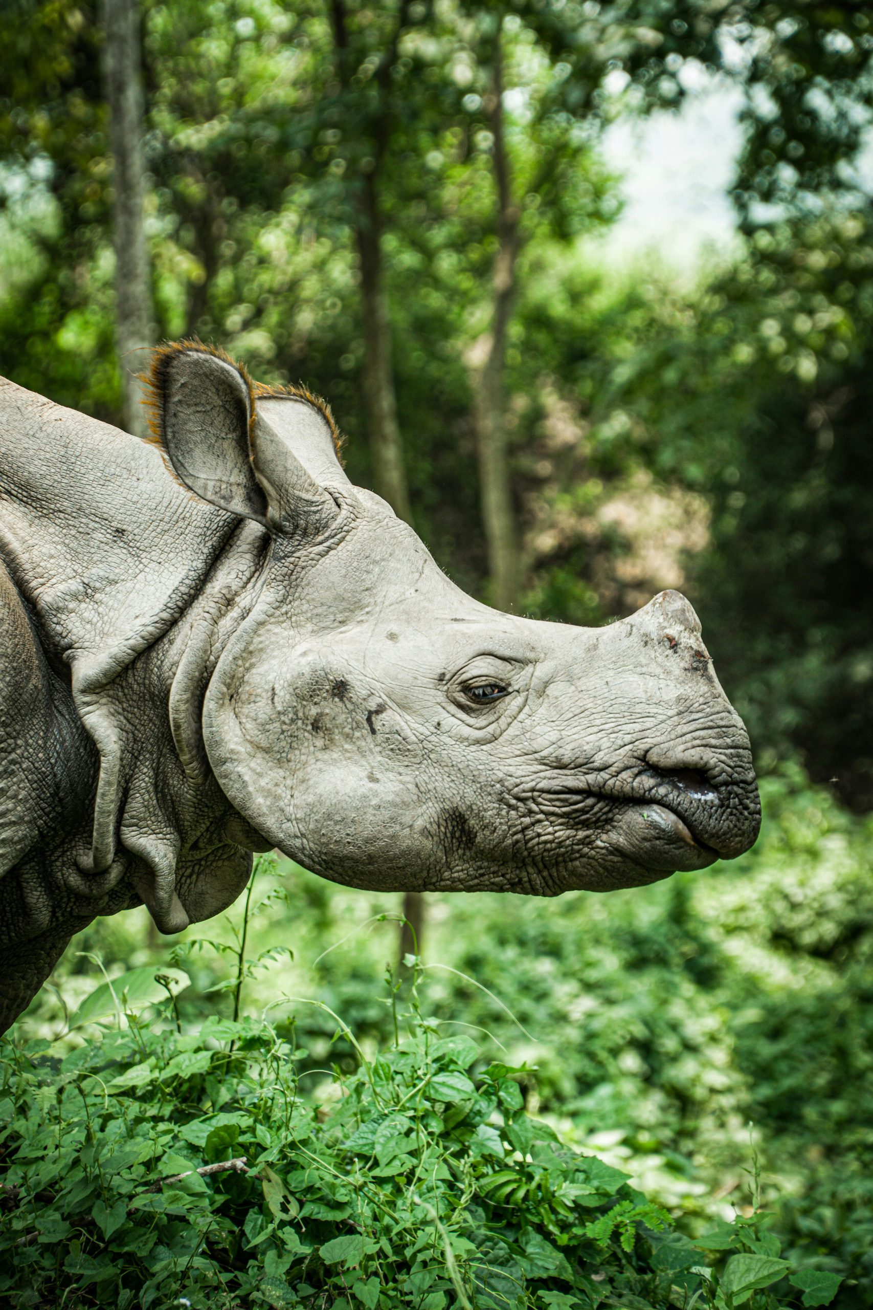 Chitwan After the Himalayas: Why Trekkers Are Adding a Jungle Safari to Their Nepal Trip 1 Chitwan scaled